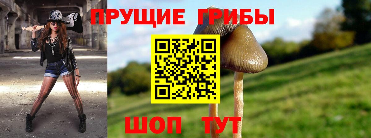 Североморск  Галлюциногенные грибы Cubensis  Вход с VPN 